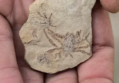 fossil crab new species Callichimaera perplexa cretaceous Colombia USA